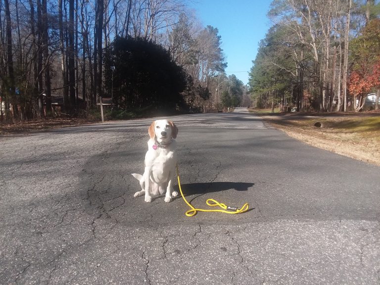 Dog Obedience Training Dog Training Raleigh NC The Active K9