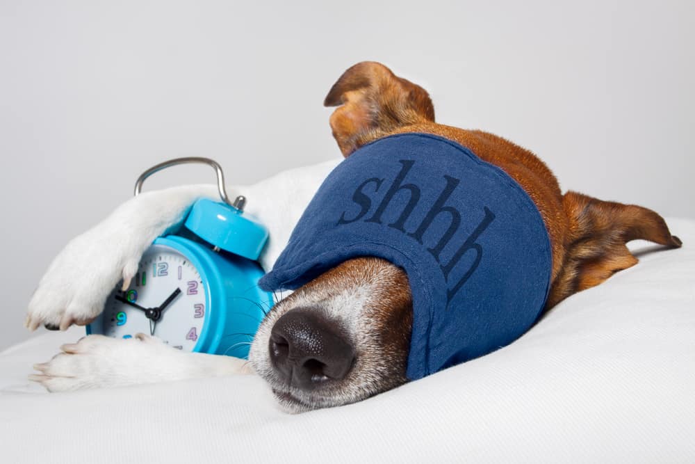 Dog sleeping with alarm clock and sleeping mask. Scheduling a Regular Bedtime For Your Pooch